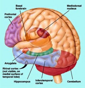 Diagram of the prefrontal cortex